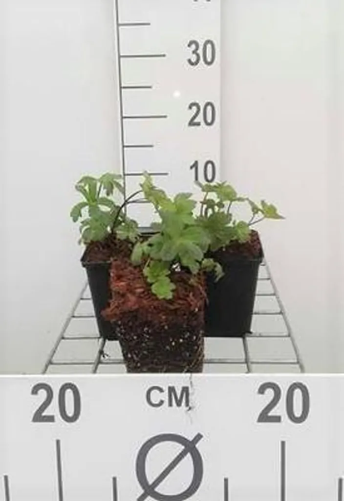 Astrantia major Lars : Fleurir un Sol Frais - Set de 6 Plantes 9cm
