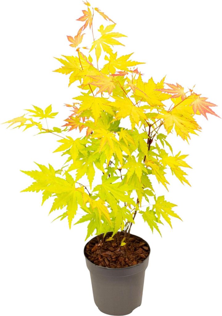 Klon japoński - Acer palmatum 'Orange Dream' - Wysokość Zdjęcie produktu 