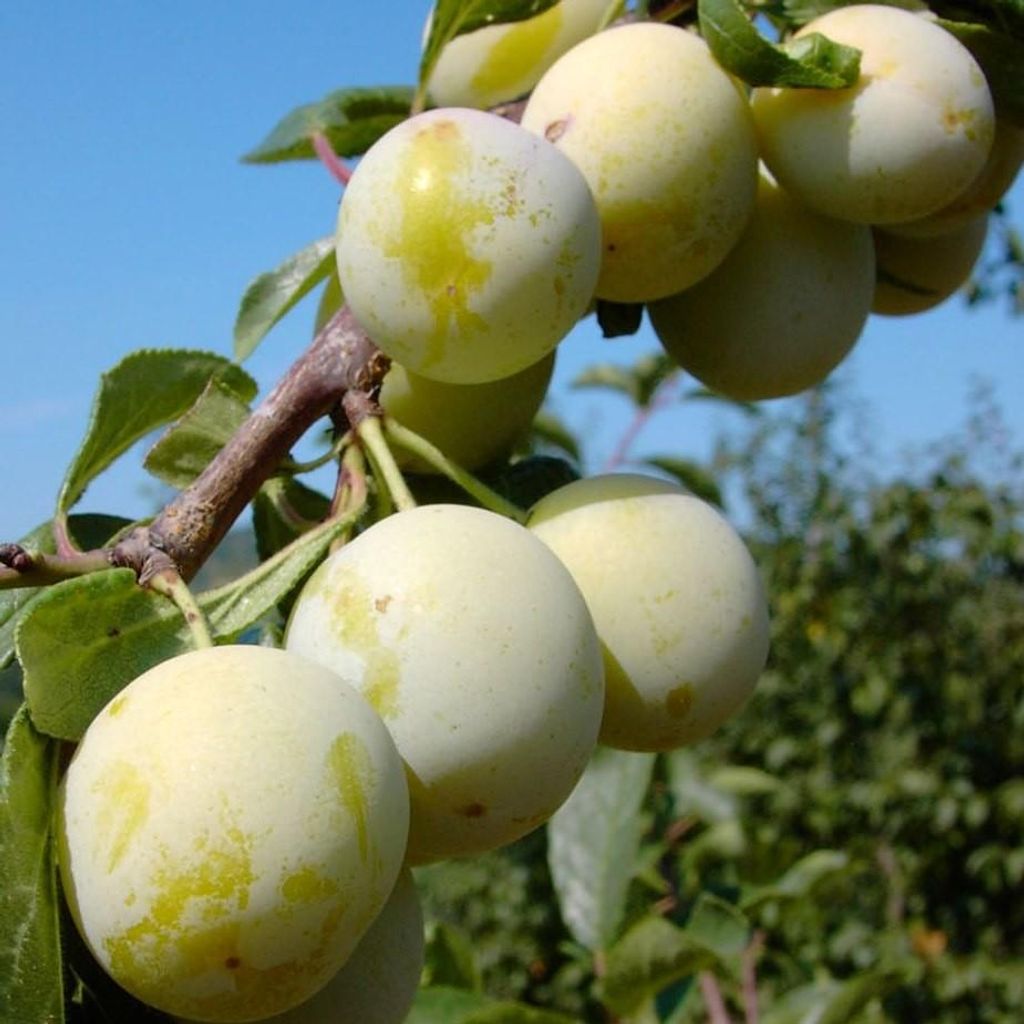 Miragrande (S) robuste Mirabelle Mirabellenbaum Buschbaum 110-140 cm 10 L Myrobalane