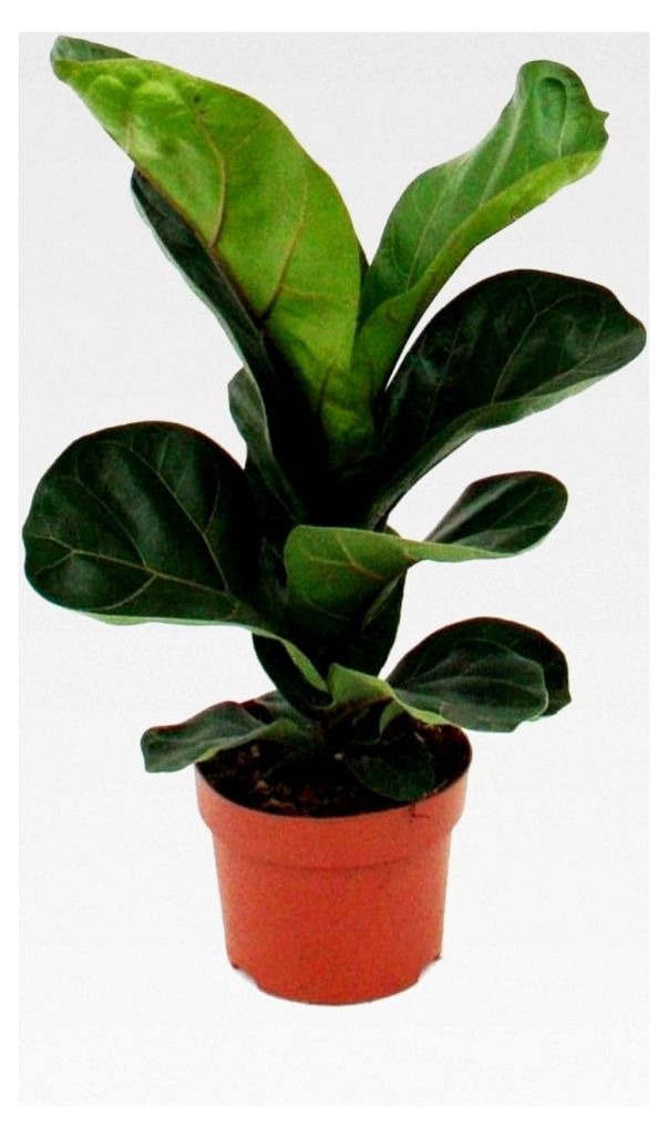 Ficus lyrata, Geigenfeige im 12cm Topf