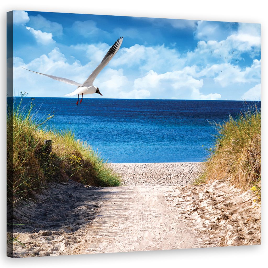Leinwandbild Weg zum Strand und Möwe 50x50 Feeby Blau bild Produktbild 