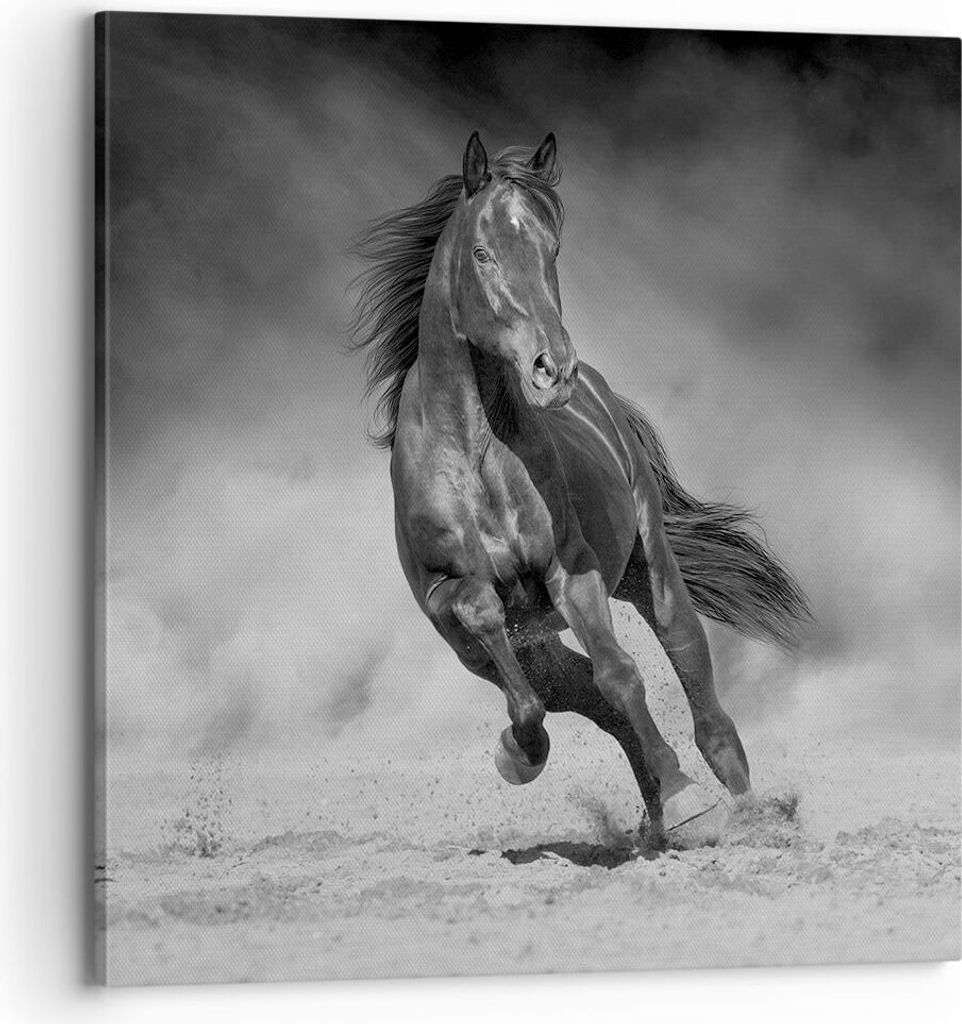 Bild auf Leinwand - Leinwandbild - Einteilig - Pferd Galopp dynamisch - 70x70cm - Wand Bild - Wanddeko - Wandbilder - Leinwanddruck - Bilder - Wand...