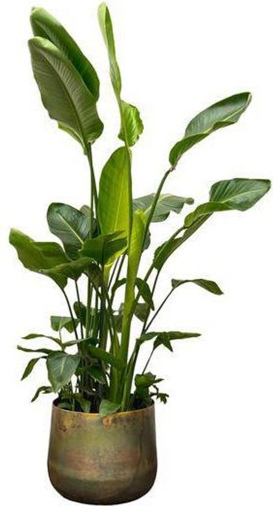 Baumstrelitzie Strelitzia nicolai 250cm XXL Zimmerpflanze Ø40cm Tropisch