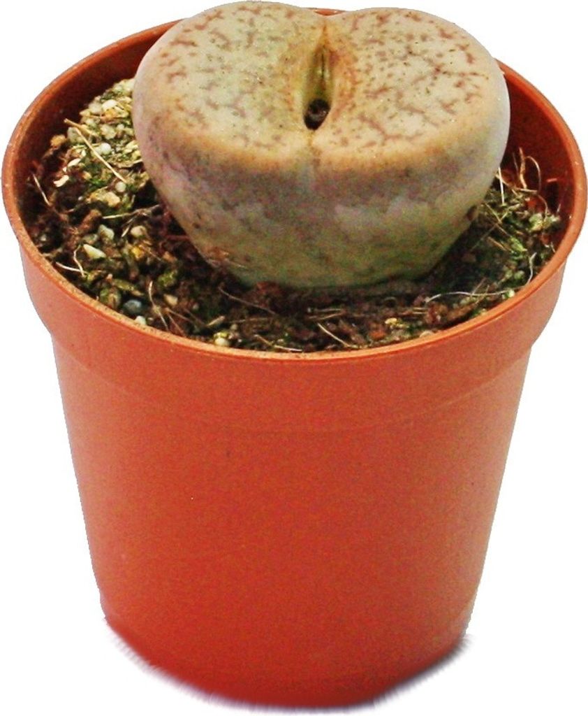 Lithops - pietra viva - in vaso da 5,5 cm Immagine del prodotto 