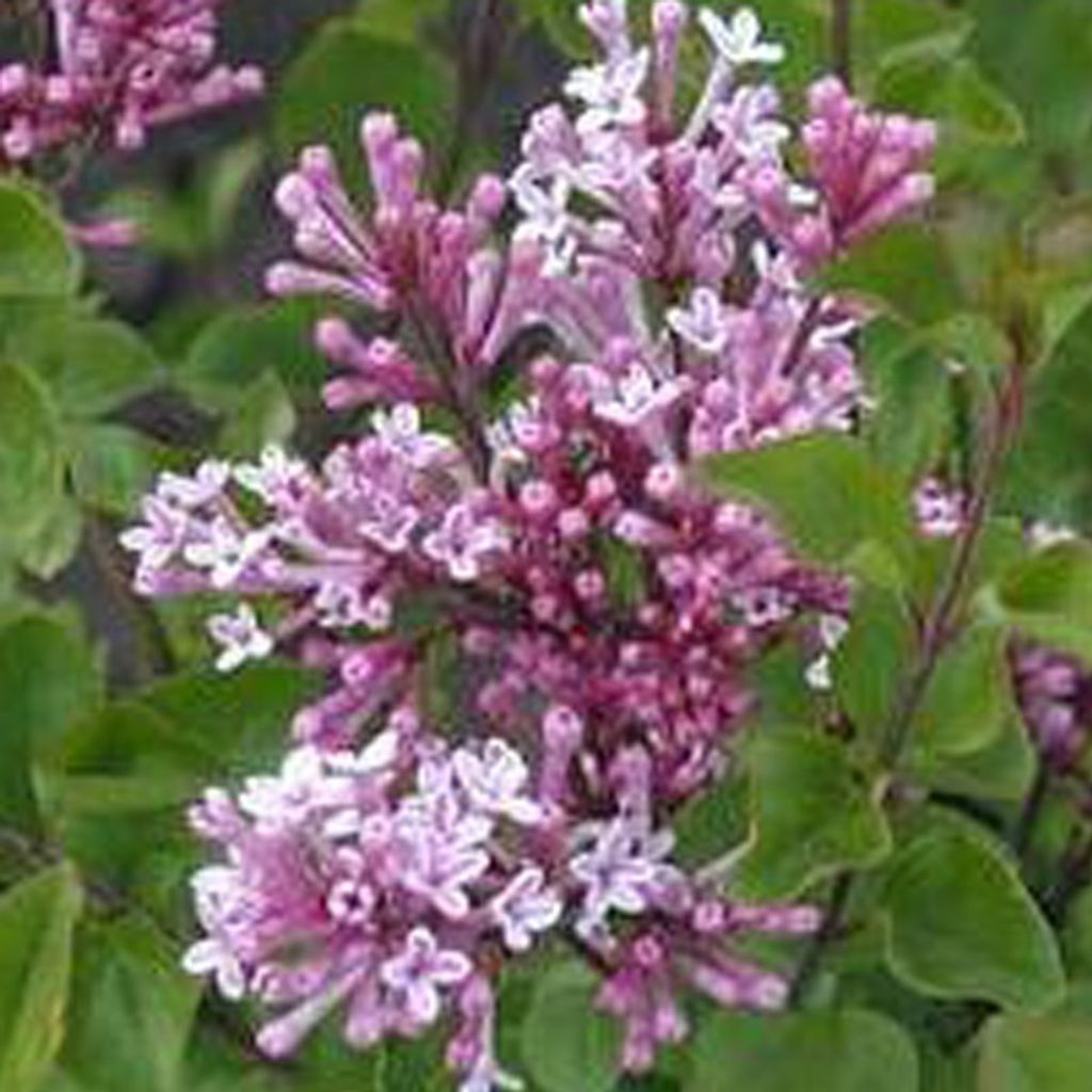 2 x Zwergflieder Meyers Flieder - Syringa meyeri 'Palibin' | 40-60 cm in Container