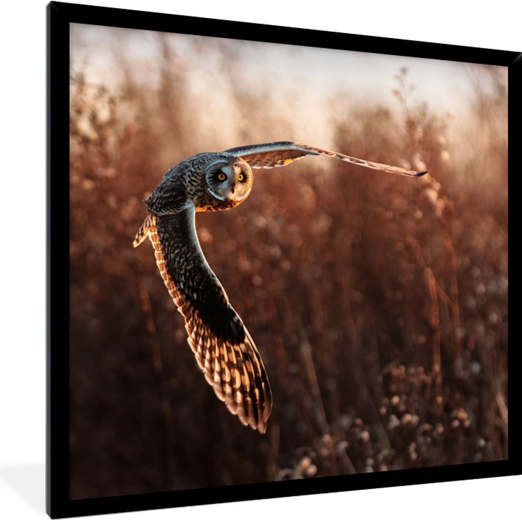 MuchoWow Gerahmtes Poster Vogel - Eule - Sonnenuntergang - Natur 40x40 cm - Poster mit Schwarzem Bilderrahmen Wandposter Rahmen Foto Bilder - Mit...