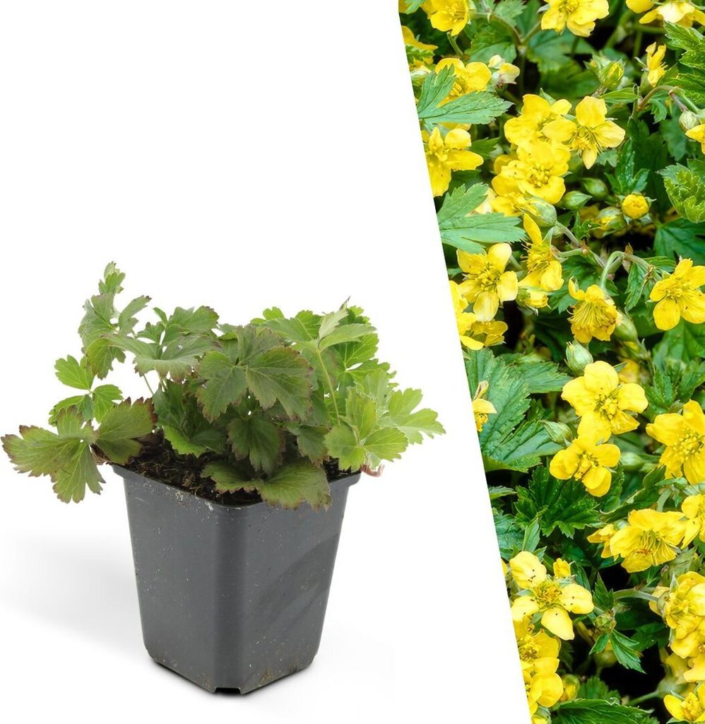 Plants by Frank | 48 Dreiblatt Golderdbeere Pflanzen | Produktbild 