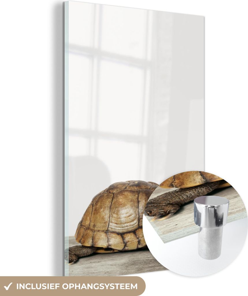 MuchoWow Glasbilder - Bilder auf Wandbild - Foto auf Glas Schildkröte - Junge - Tiere - Kinder - Mädchen 80x120 cm Wanddekoration aus Glas - Acry...