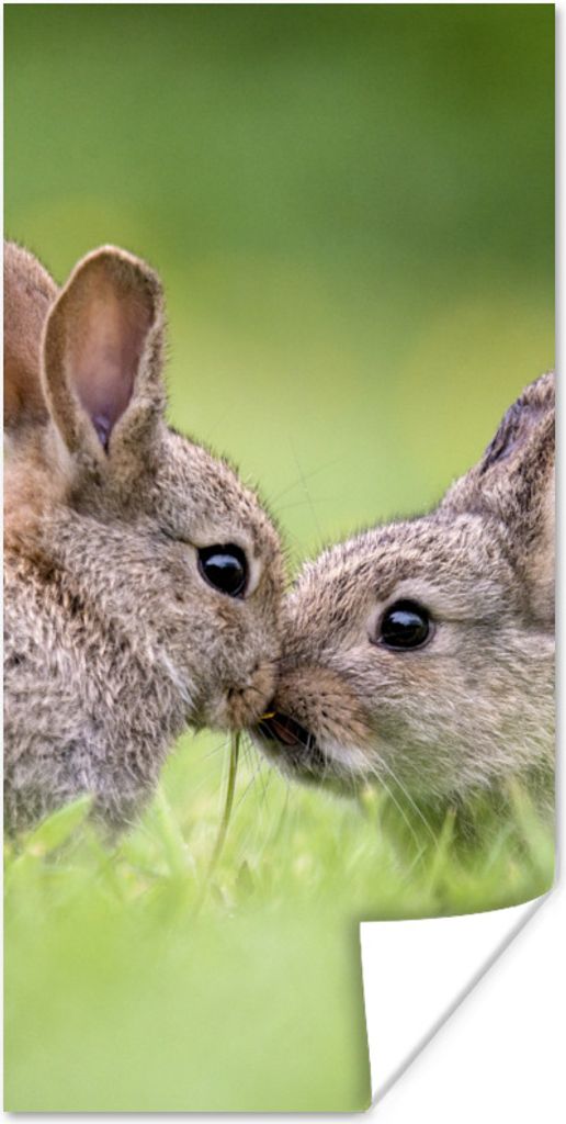 MuchoWow Poster Kaninchen - Baby - Gras 20x40 cm - Plakat - Foto