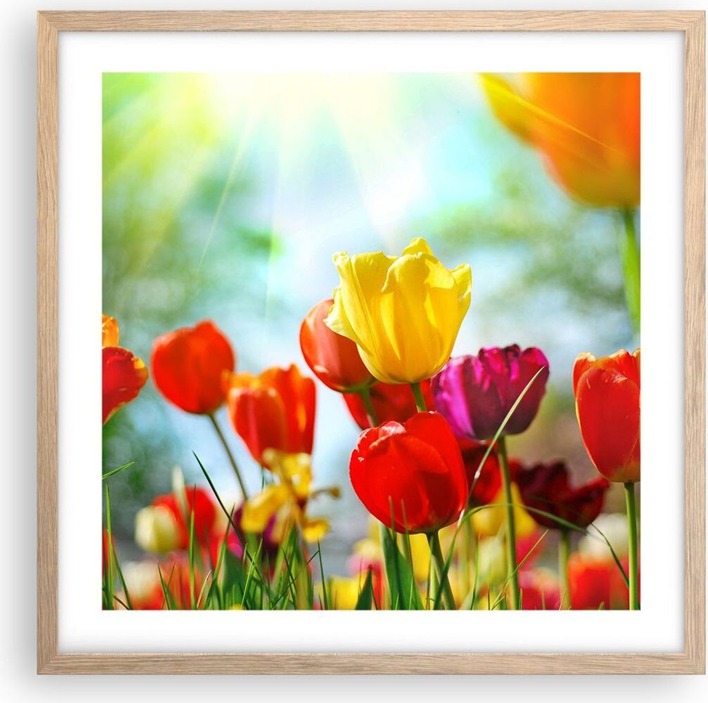 Gerahmtes Poster - Rahmen in heller Eiche - Tulpe Blume Plantage Wiese - 50x50 cm - Wand Bild - Wanddeko - Wandbilder - Wandposter - Bilderrahmen -...