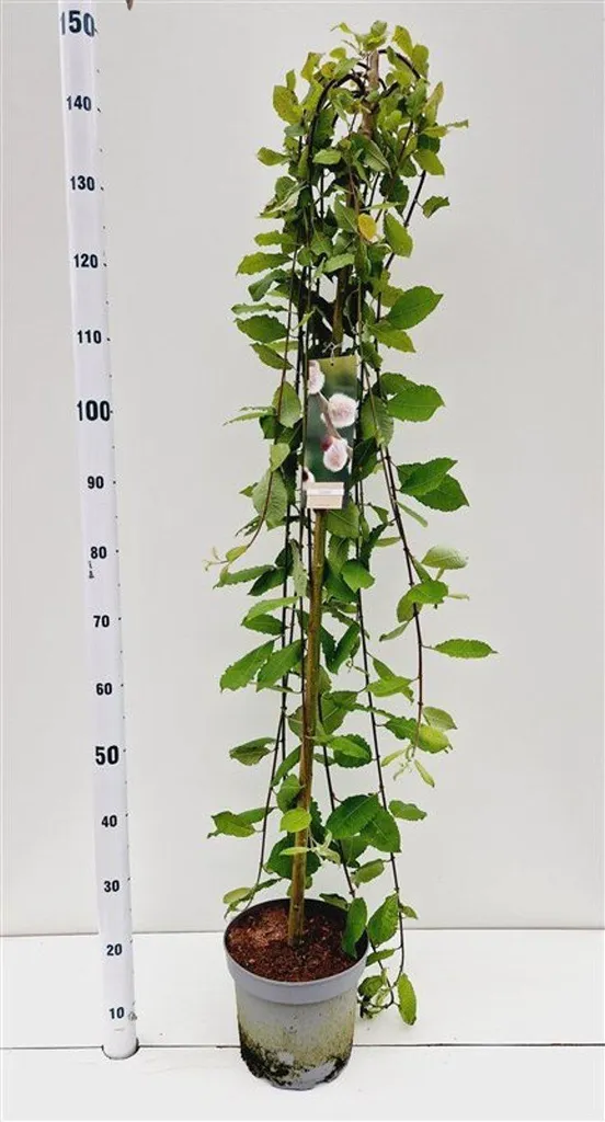 Arbre d'ornement Saule pleureur miniature Kilmarnock 120 cm pot