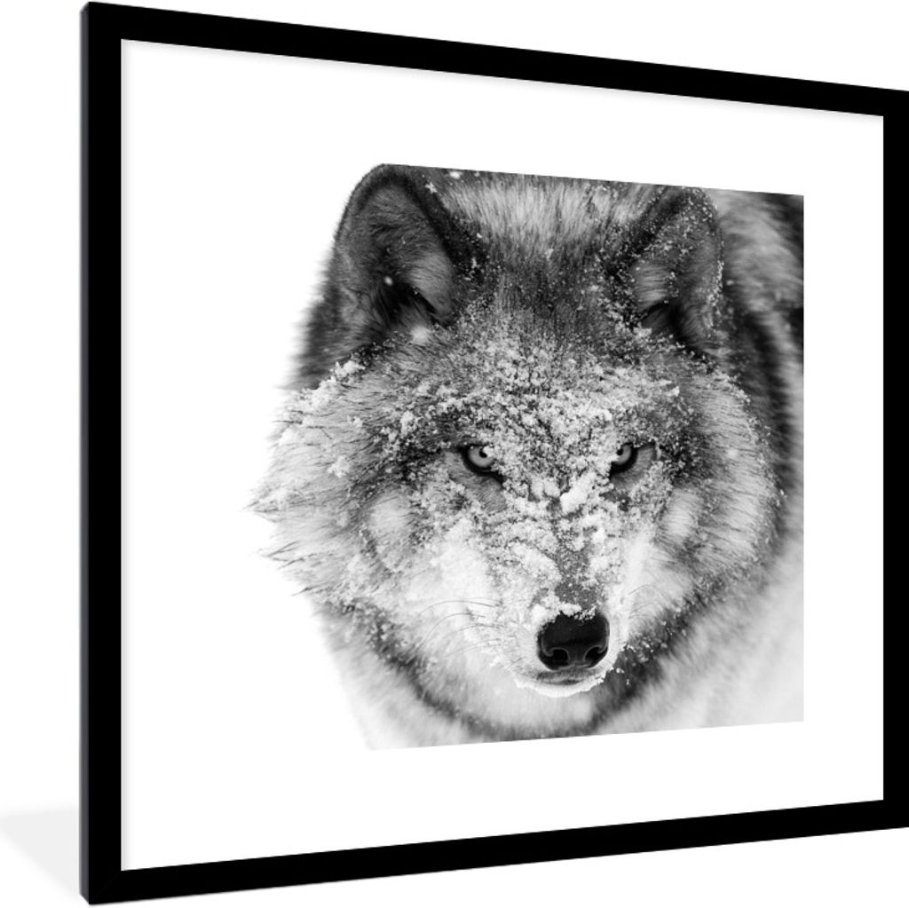 MuchoWow® Gerahmtes Poster Wolf mit verschneitem Kopf in Produktbild 