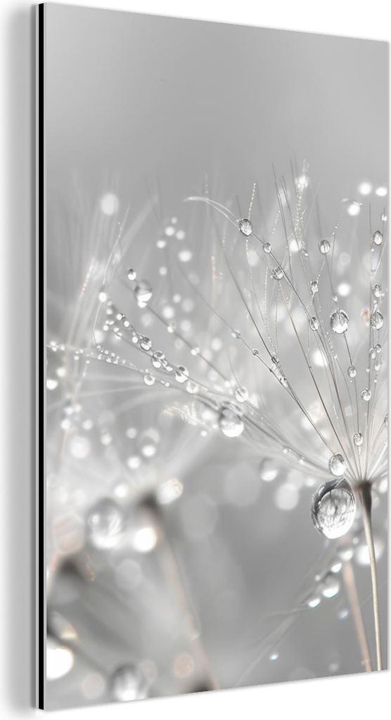 MuchoWow Wanddekoration Metall Metallbild Wandkunst 100x150 cm Löwenzahn - Wassertropfen - Stilleben - Modern MuchoWow Aluminium Gemälde - Bild