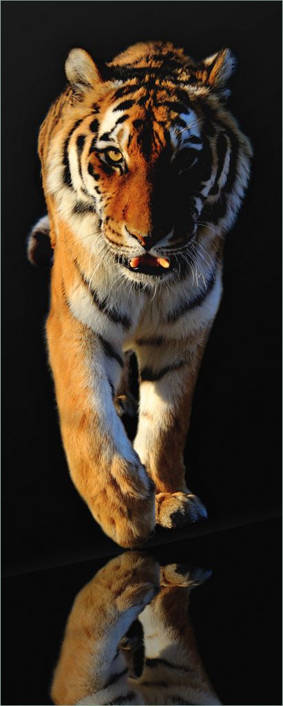Wallario selbstklebendes Poster - Laufender Tiger, Größe: 50 x 125 cm