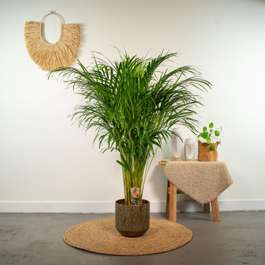 hello plants | areca palm - goldpalme/dypsis lutescens - 110cm hoch, 21Ø -  zimmerpflanze - ohne korb
