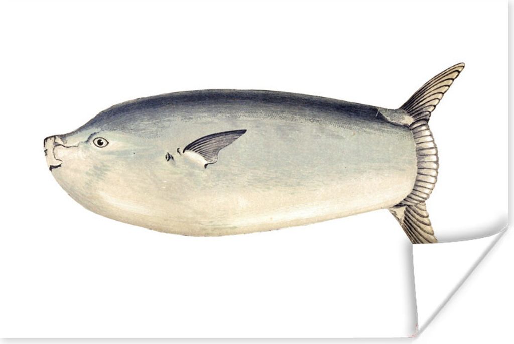 MuchoWow Poster Fische - Realismus - Mondfisch 30x20 cm - Plakate - Print