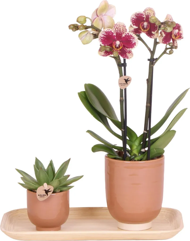 Décoration Florale Sans Entretien Orchidée et Succulente sur Bambou