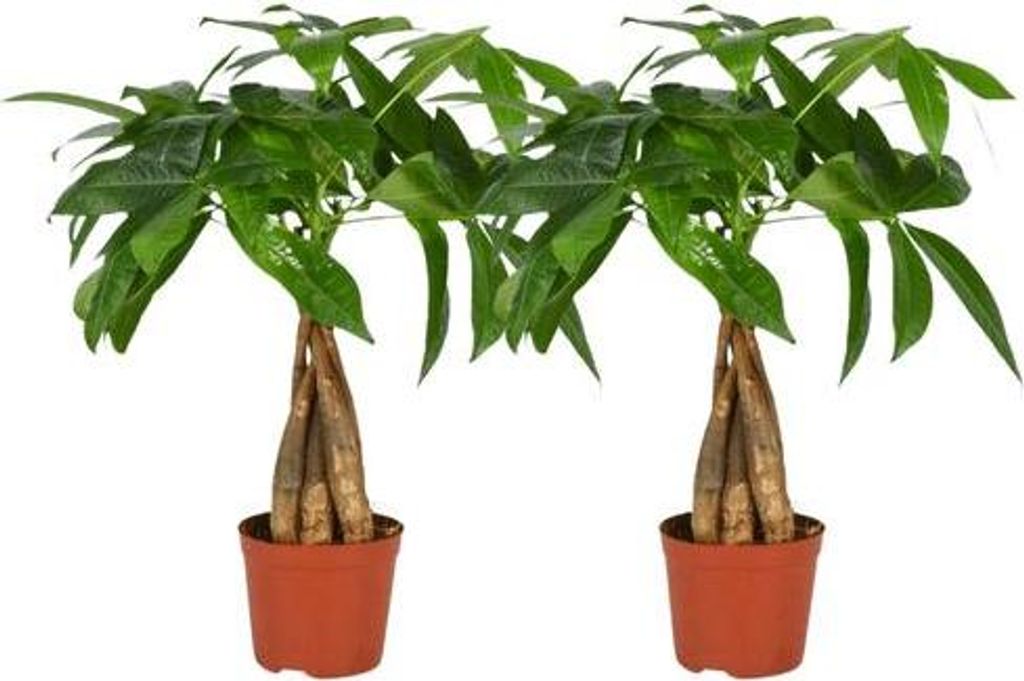 Pachira Aquatica – Glückskastanie mit geflochtenem Stamm – 2 Zimmerpflanzen – Ø12cm – ca. 35cm hoch – Pflegeleichte Feng Shui Pflanze f...