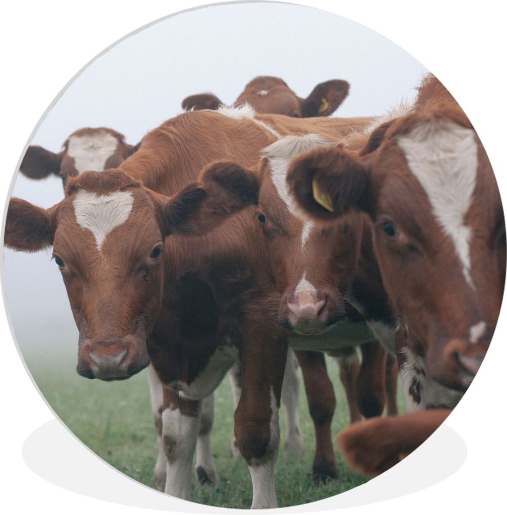 MuchoWow Rundes Wandbild - Runde Bilder Kühe - Braun - Nebel Ø 60 cm Kreis Wanddekoration Kunststoff - Wandkreis - Wandschmuck - Wand Kreis - D...