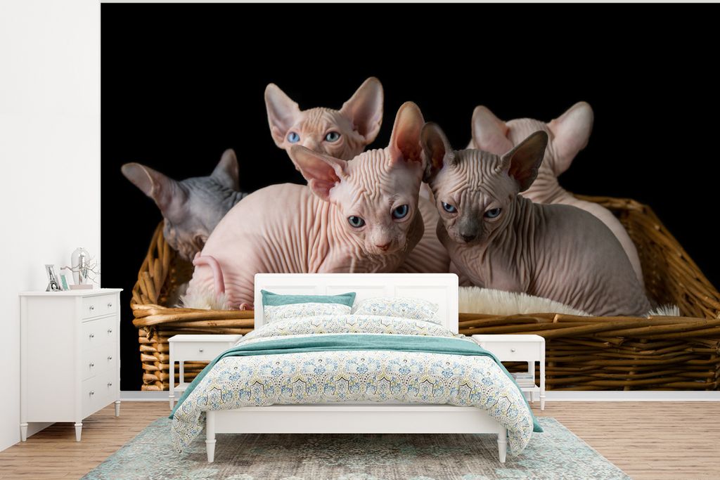 MuchoWow Fototapete für Wohnzimmer oder Schlafzimmer Wandtapete Vinyl Motivtapete Korb voll mit Sphynx-Kätzchen - 320x240 cm - Tapeten