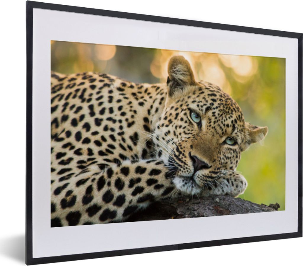 MuchoWow MuchoWow Gerahmtes Poster Leopard - Natur - Sonnenuntergang 40x30 cm - Poster mit zchwarzem Bilderrahmen - Bilderrahmen - Poster im Ra...