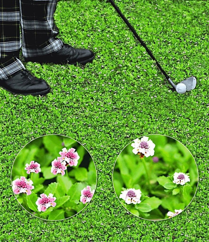 BALDUR Garten 8x Bodendecker winterhart Lippia Summer Produktbild 