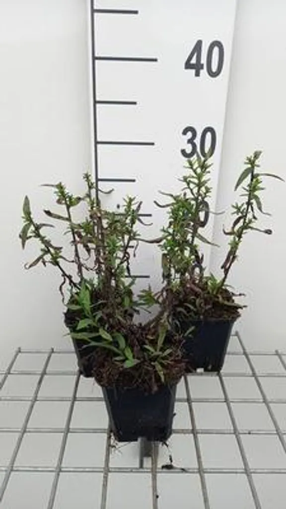 Aster Winston Churchill : 6 fleurs d'automne pour un jardin coloré