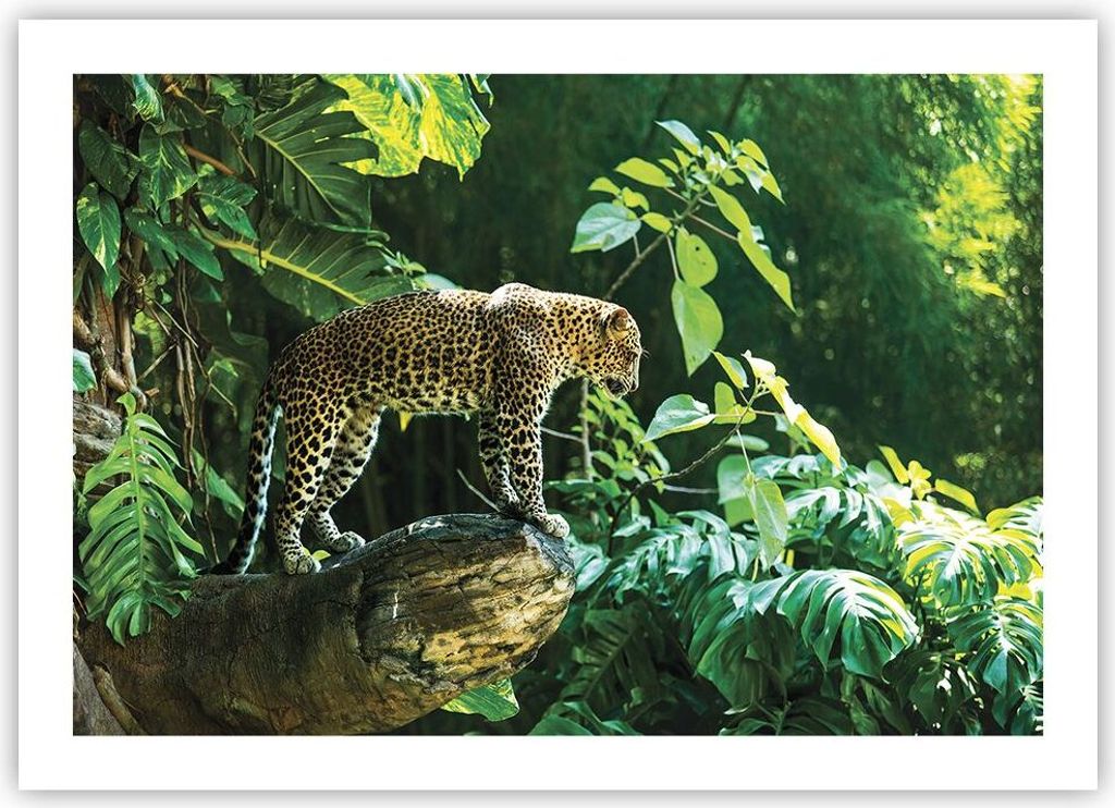 Poster - Poster ohne Rahmen - Dschungel Leopard Panther - 70x50 cm - Wand Bild - Wanddeko - Wandbilder - Kunstposter - Wandposter - Bilder - Kunstd...