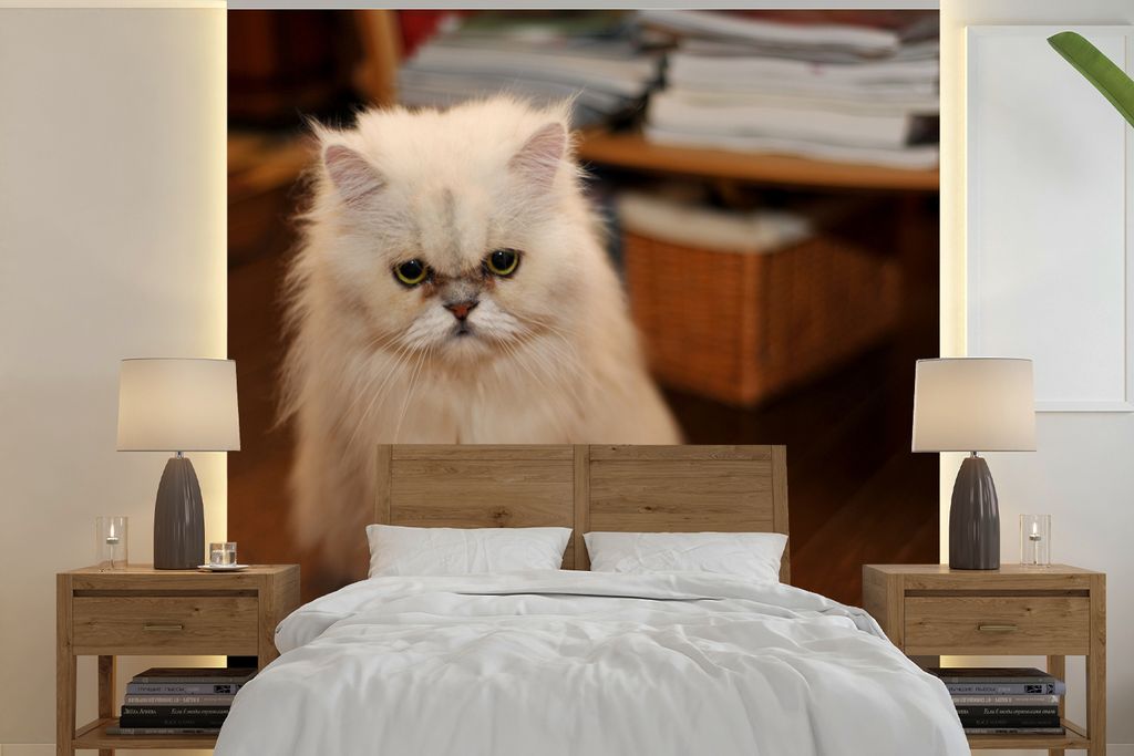 MuchoWow Fototapete für Wohnzimmer oder Schlafzimmer Wandtapete Vinyl Motivtapete Niedlich aussehende Perserkatze - 240x240 cm - Schlafzimmer-Ta...
