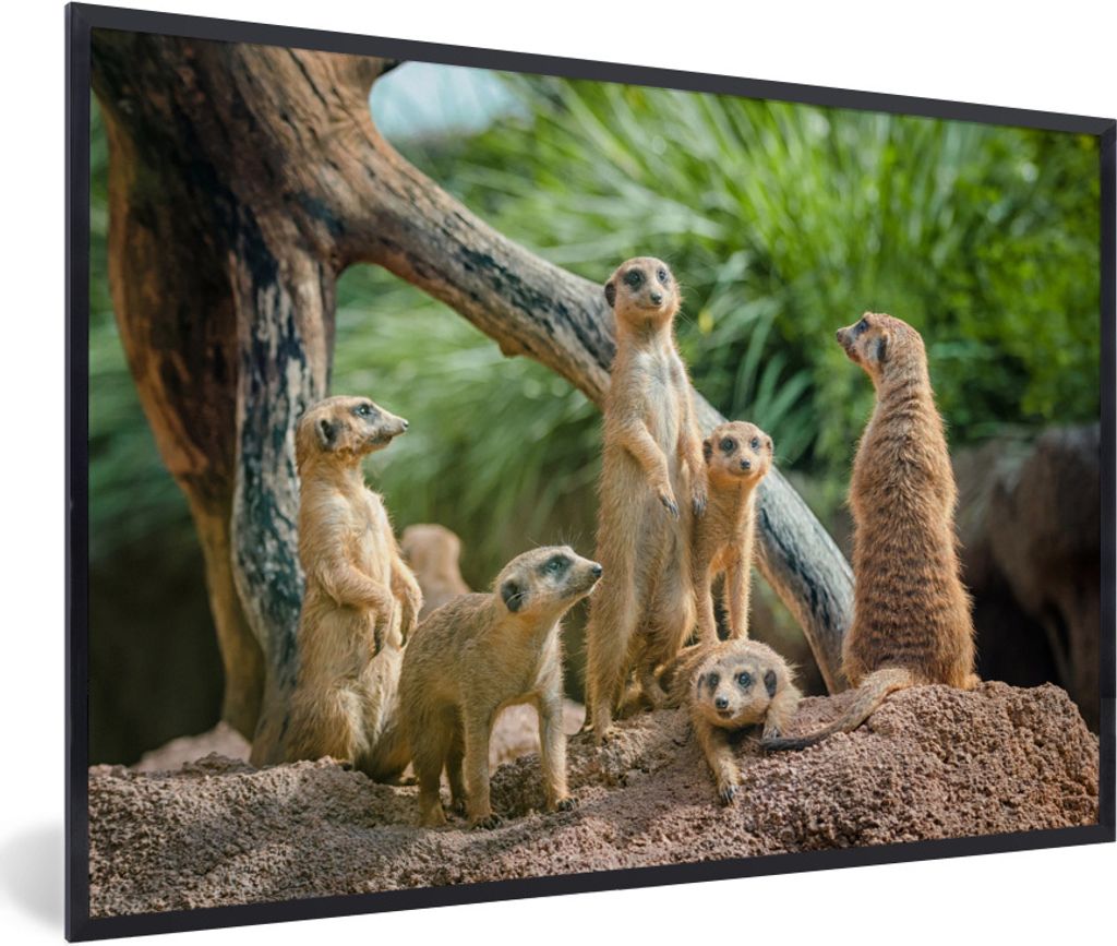 MuchoWow Gerahmtes Poster Erdmännchen - Familie - Tiere 90x60 cm - Poster mit Schwarzem Bilderrahmen Wandposter Rahmen Foto Bilder - Fotorahmen ...
