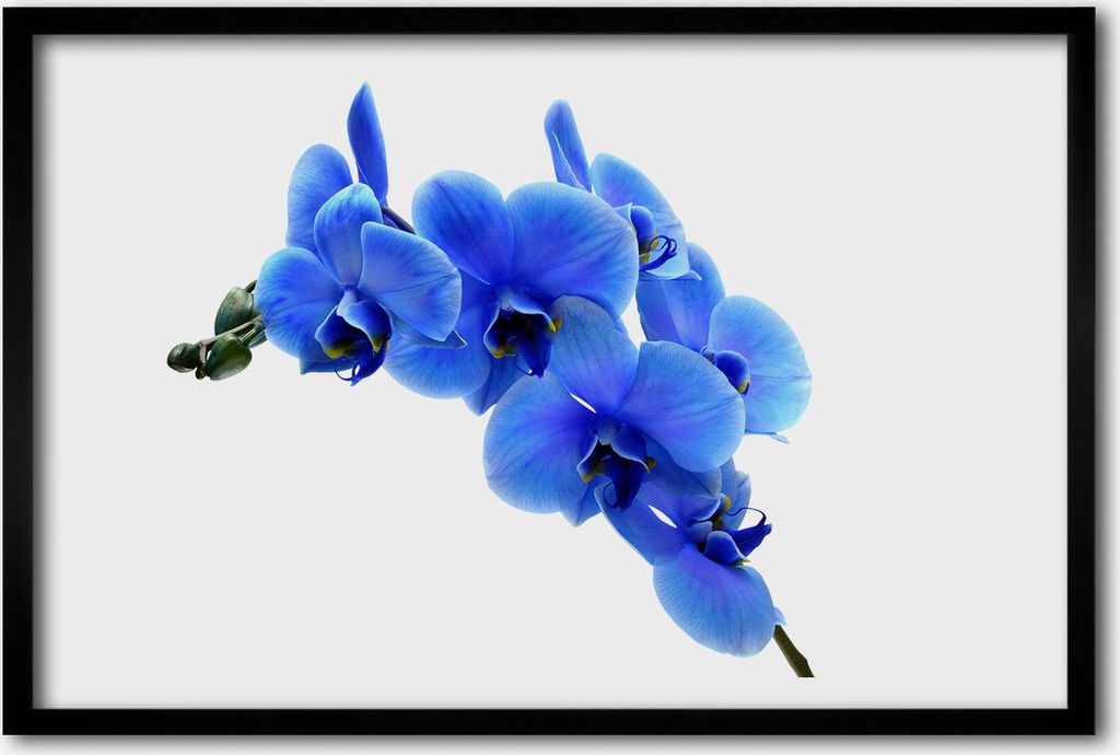 Bild 60x40 MDF-Rahmen, Wandkunst Blaue orchidee