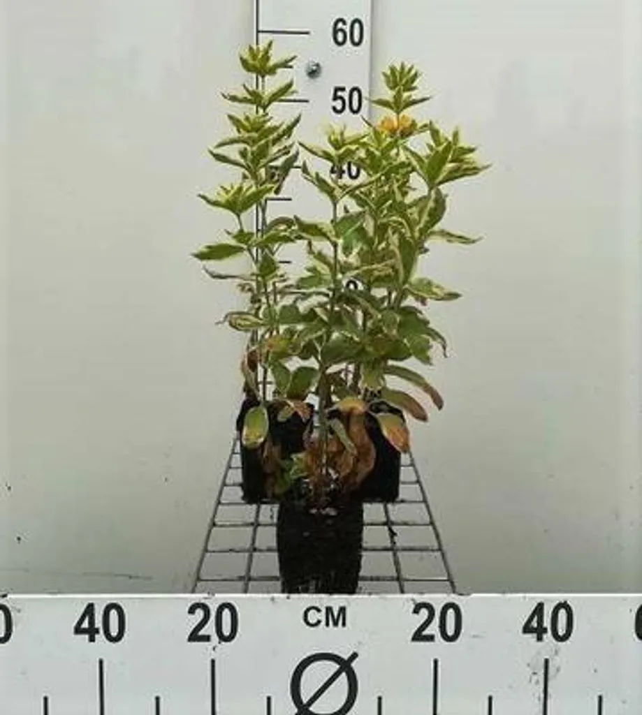 Aménager une zone humide avec Lysimachia thyrsiflora Variegata x6