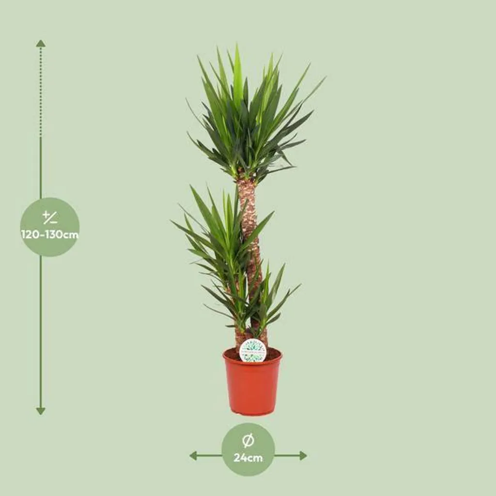 Grande Plante Verte Yucca Elephantipes 125cm pour Salon et Bureaux