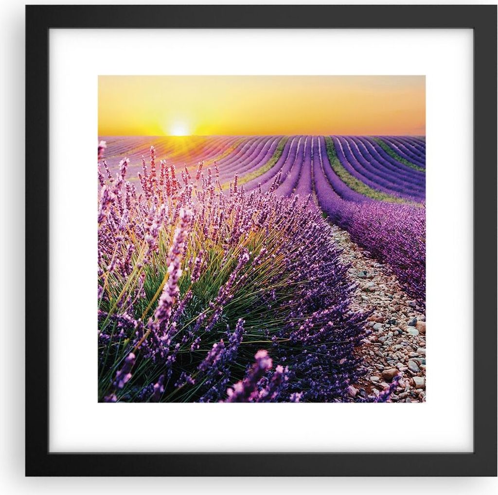 Gerahmtes Poster - Schwarzer Rahmen - Feld Lavendel Sonne - 30x30 cm - Wand Bild - Wanddeko - Wandbilder - Kunstposter - Wandposter - Bilderrahmen ...