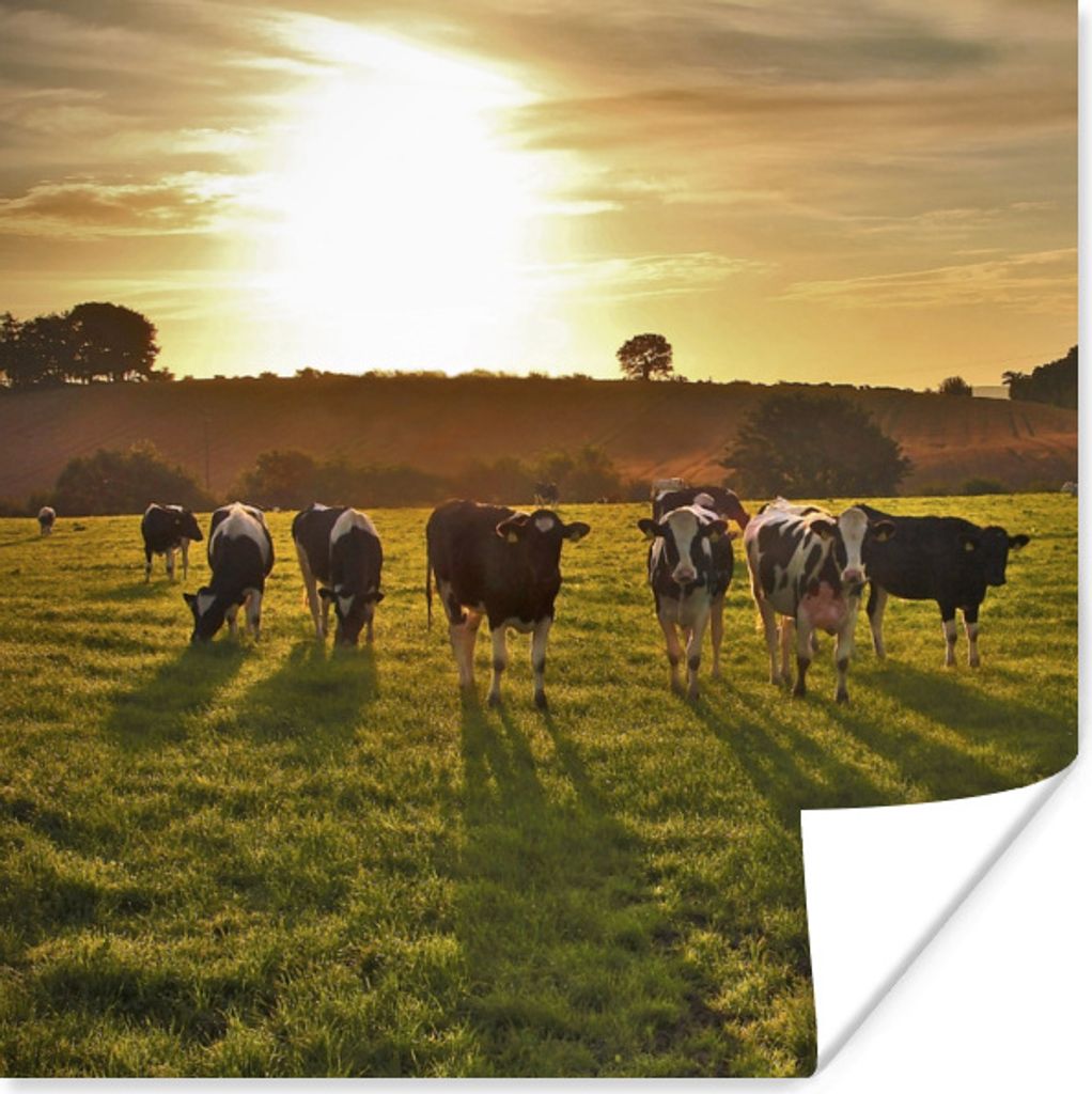 MuchoWow Poster Kühe - Sonne - Licht 30x30 cm - Wandposter - Printing