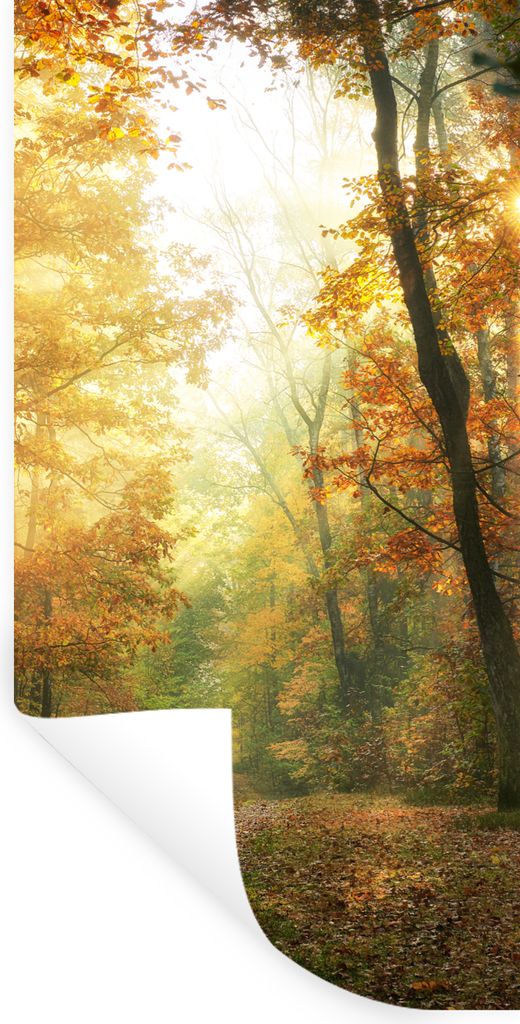 MuchoWow Wandtattoo Wandsticker Wandaufkleber Wald - Herbst - Sonne - Landschaft - Natur - Bäume - Laub 60x120 cm Selbstklebend und Repositionie...