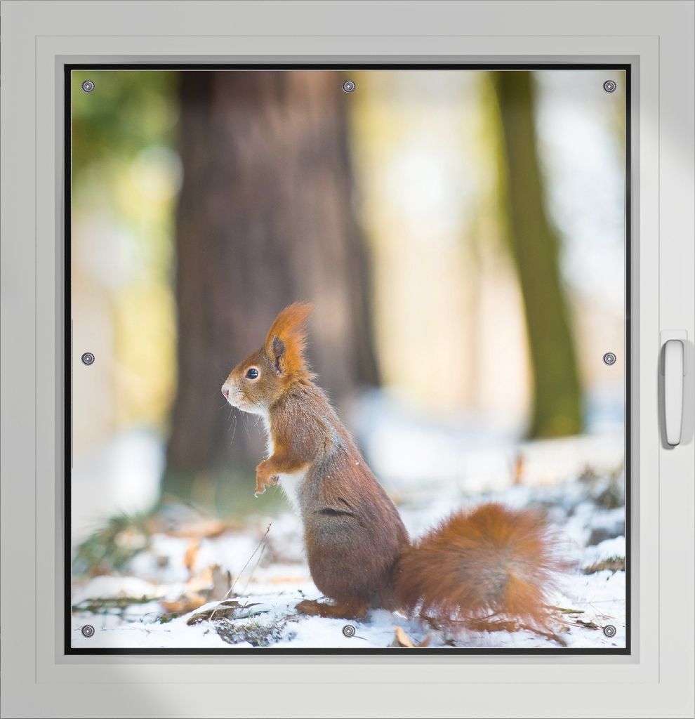 Wallario Lichtschutzbild, Dekorativer Sichtschutz Sonnenschutz 96 x 93 cm mit Motiv: Neugieriges Eichhörnchen im verschneiten Wald - Verdunklung o...