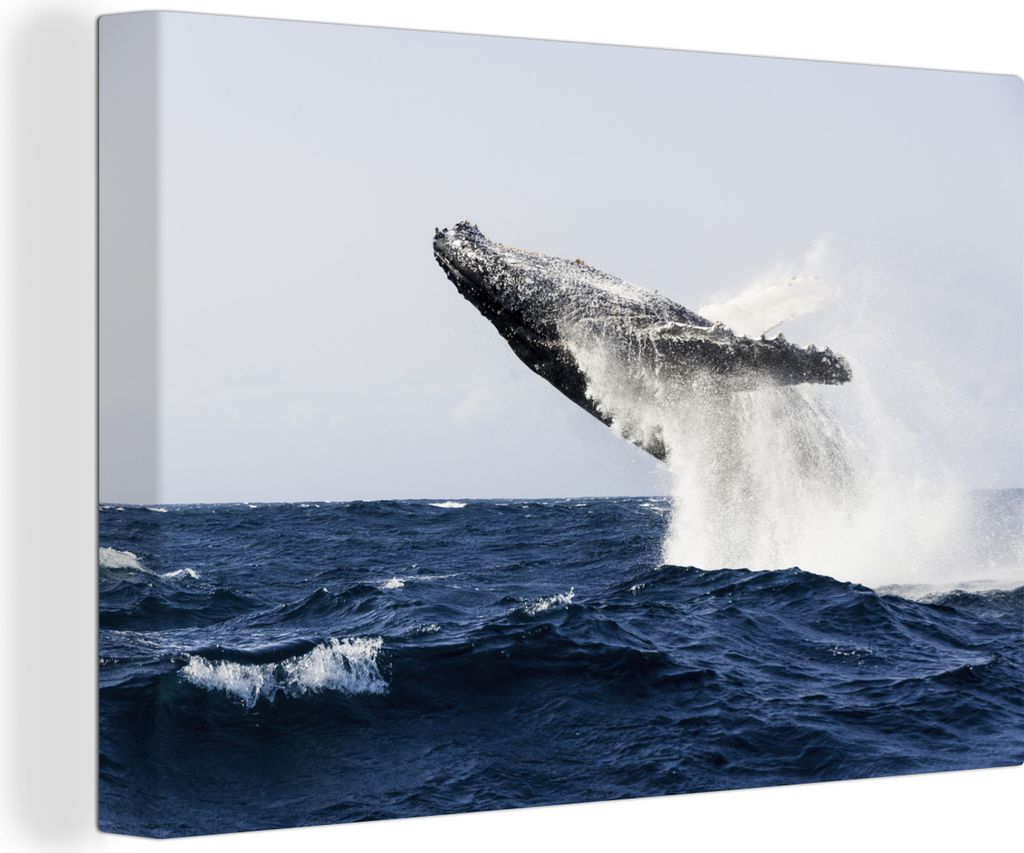 OneMillionCanvasses - Leinwandbilder - 140x90 cm, Wal springt rückwärts ins blaue Wasser, Wandbilder Kunstdruck Wanddekoration - Foto auf Leinw...