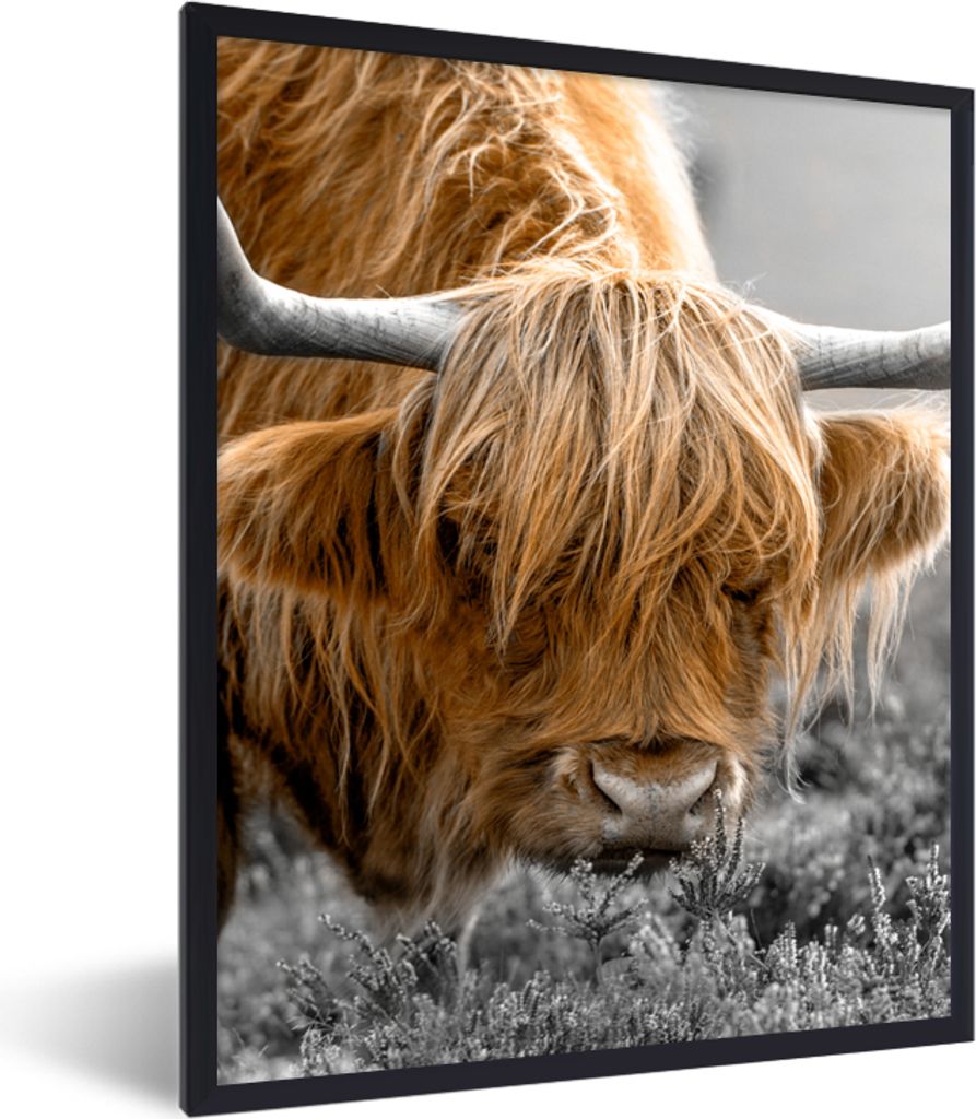 MuchoWow Gerahmtes Poster Schottischer Highlander - Tiere - Braun - Kuh - Schwarz - Weiß - Natur 60x80 cm - Poster mit Schwarzem Bilderrahmen Wa...