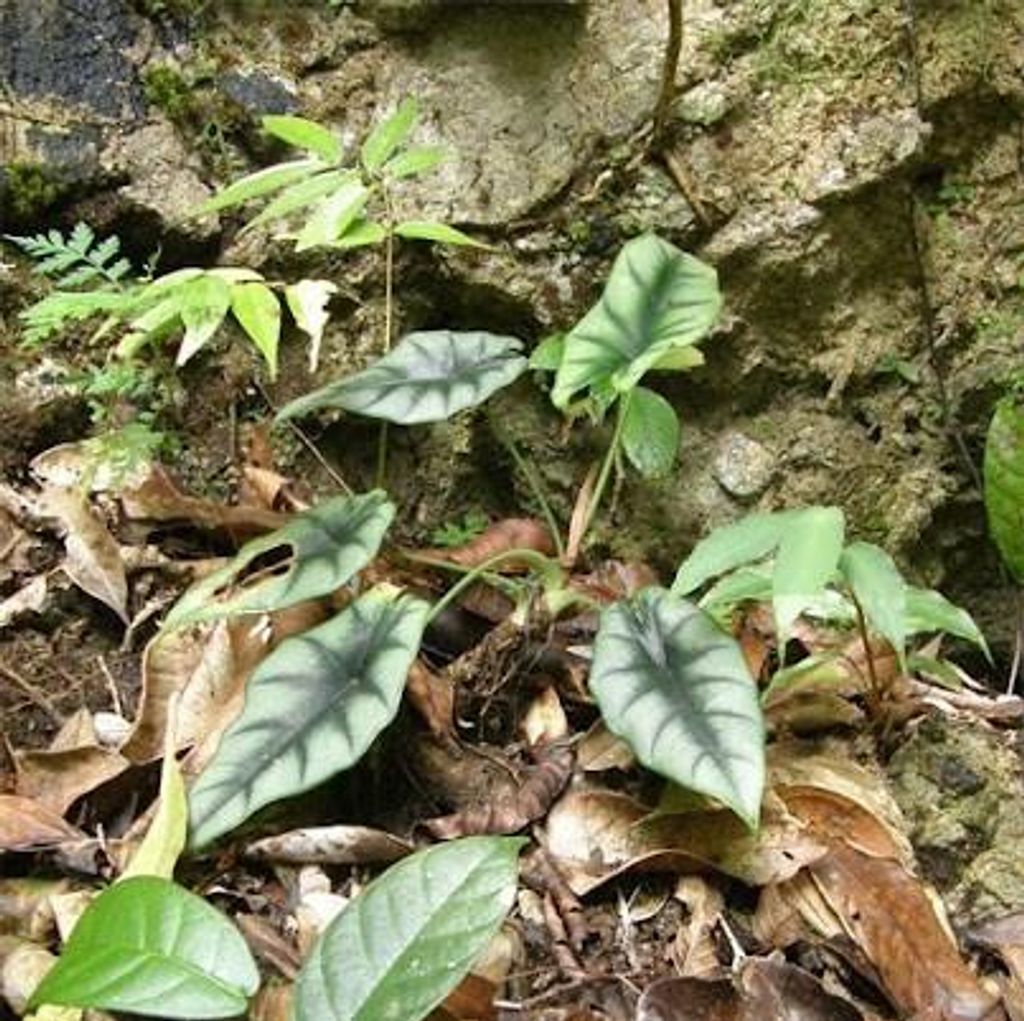 Alocasia (Alocasia reversa) - 1 gekeimter Samen