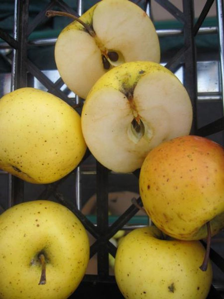 Sommerapfel Syker Dauerapfel - Malus domestica - 140-150cm