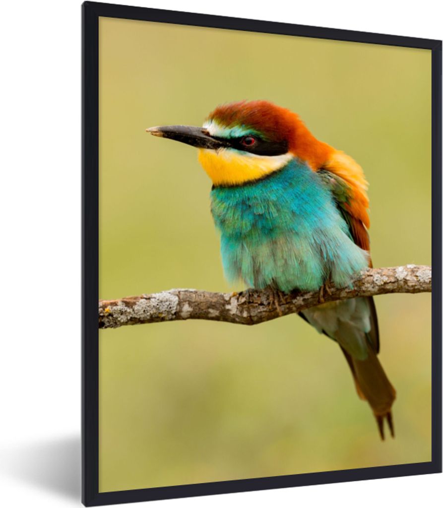 MuchoWow Gerahmtes Poster Vogel - Bienenfresser - Tiere 60x80 cm - Poster mit Schwarzem Bilderrahmen Wandposter Rahmen Foto Bilder - Premium - Wa...