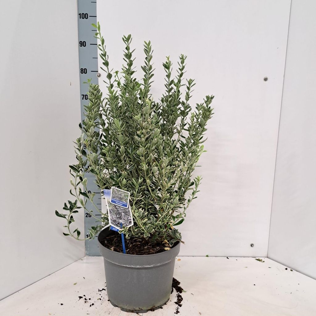 Euonymus jap. 'Susan' - Spindelstrauch | 40-45 cm im Topf
