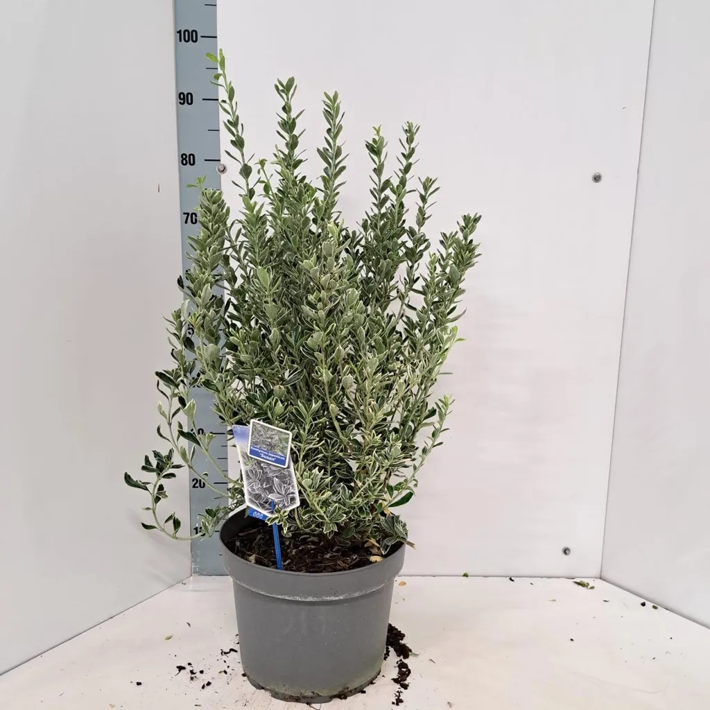 Arbuste de haie Fusain du Japon Susan - Plante décorative 40-45 cm