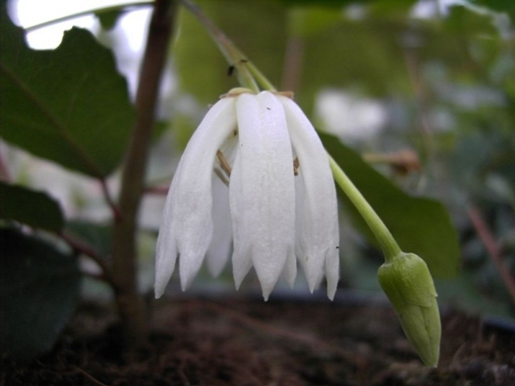 Weißer Laternenbaum Elaeocarpaceae - Maiglöckchenbaum - Crinodendron patagua - 30-40