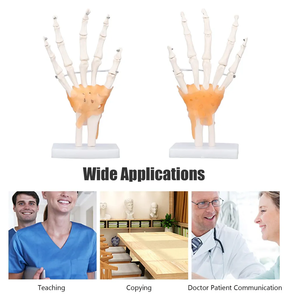 Main en PVC avec articulations mobiles - Taille réelle sur support - 18