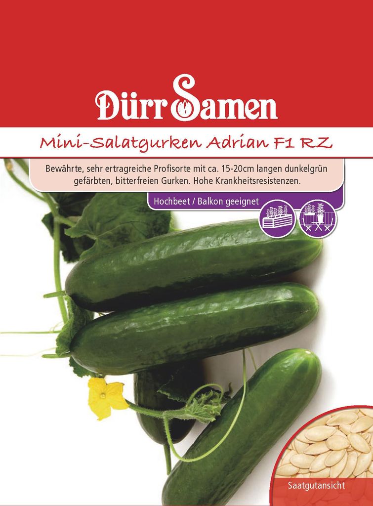 Mini-Salatgurke Adrian F1 RZ | Salatgurkensamen von Dürr Produktbild 