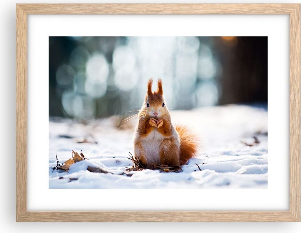 Gerahmtes Poster - Rahmen in heller Eiche - Eichhörnchen Winter Schnee Essen - 40x30 cm - Wand Bild - Wanddeko - Wandbilder - Wandposter - Bilderr...