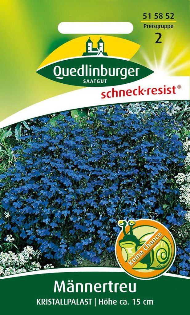 Quedlinburger Saatgut - Männertreu Kristallpalast - Samen - Produktbild 