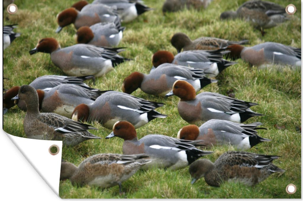 MuchoWow 120x80 cm Outdoor-Poster Gartendeko Sichtschutz Garten Poster für den Garten Pfeifenten beim Ausruhen auf einer schönen grünen Wiese